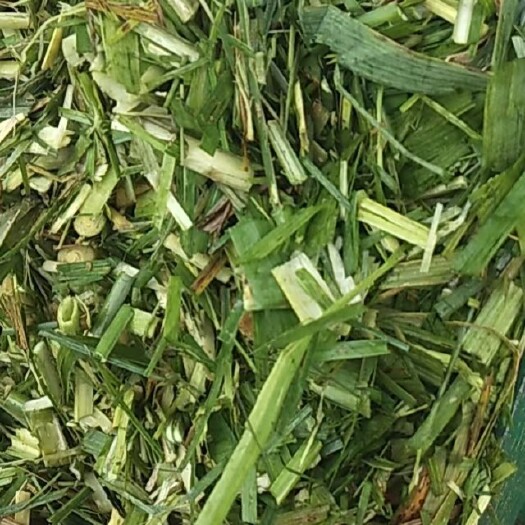 罗城县青储草 青贮草料