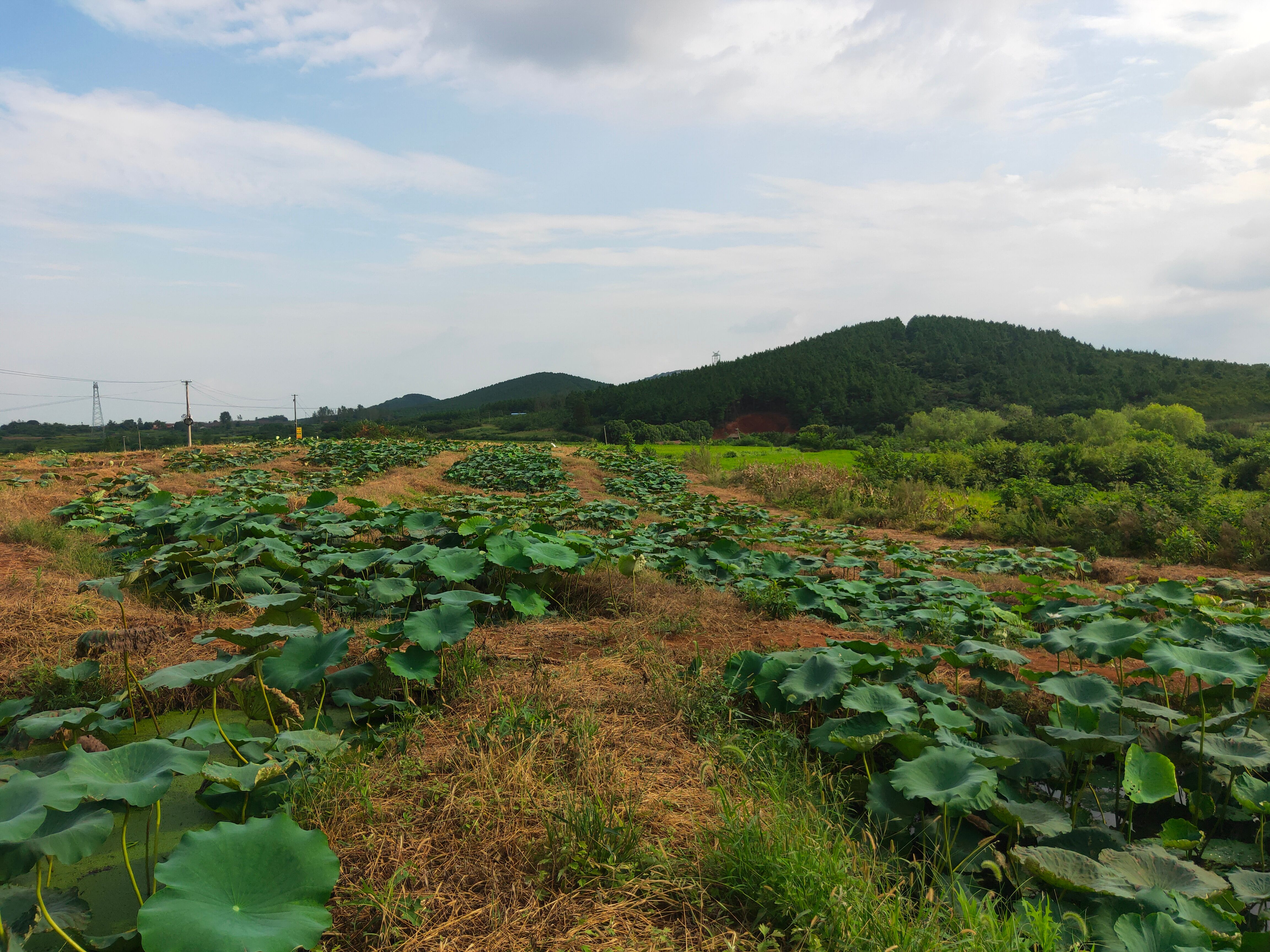  高山上种植的鄂莲5号