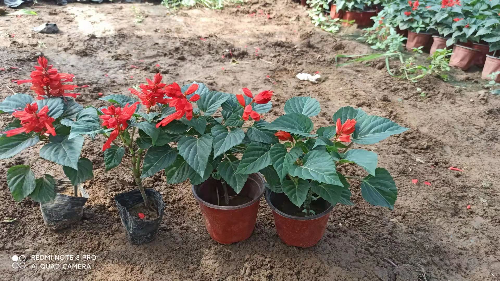 展望 一串红 五一国庆用草花 绿化租摆
