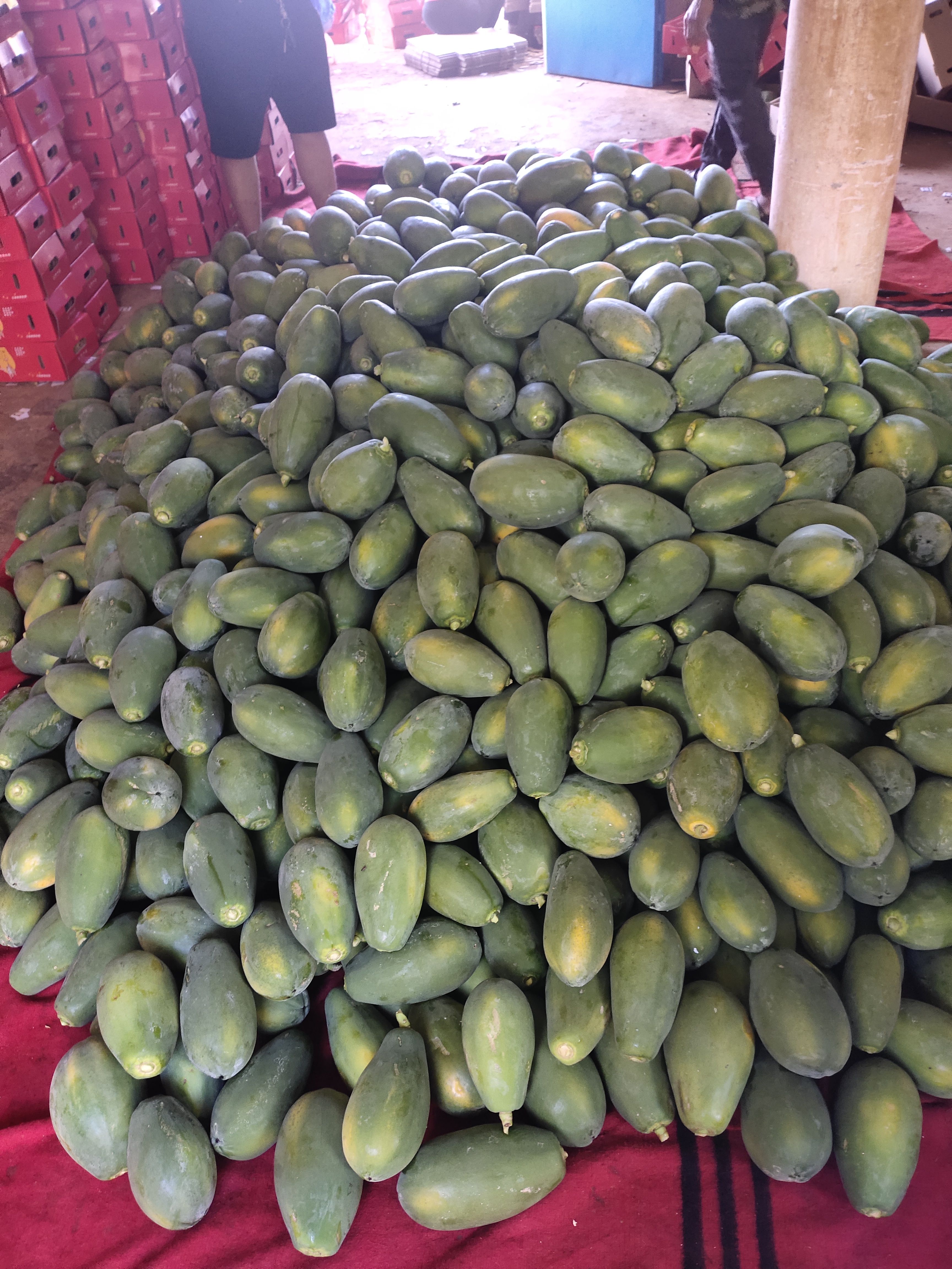 雷州冰糖红心木瓜 自家果园直发 新鲜水果红心木瓜批发零售