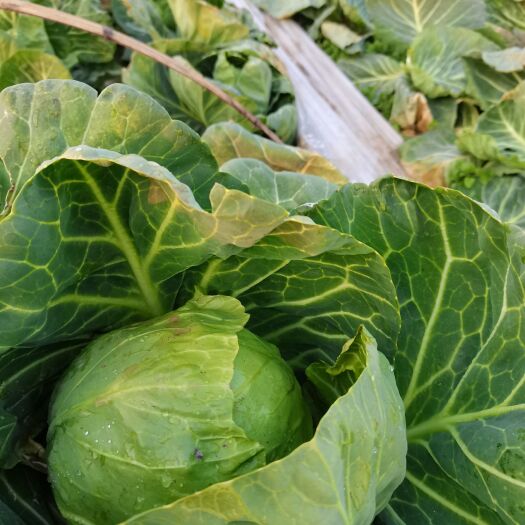 周口 牛心包菜 甘蓝 包菜