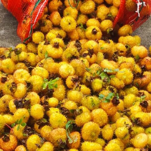 大方县刺梨干片