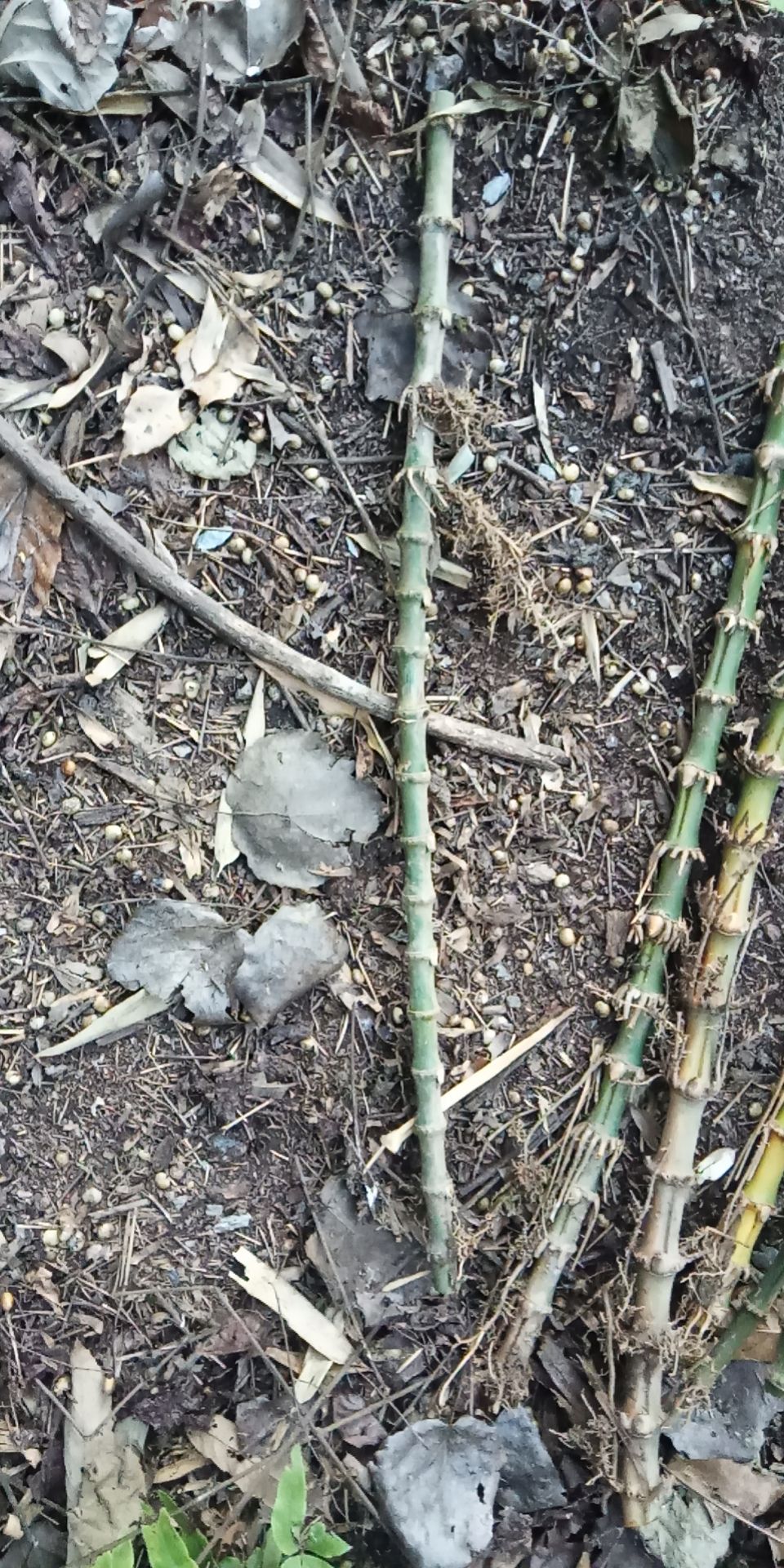 金竹根，斑竹根，楠竹根，水竹根，毛竹根