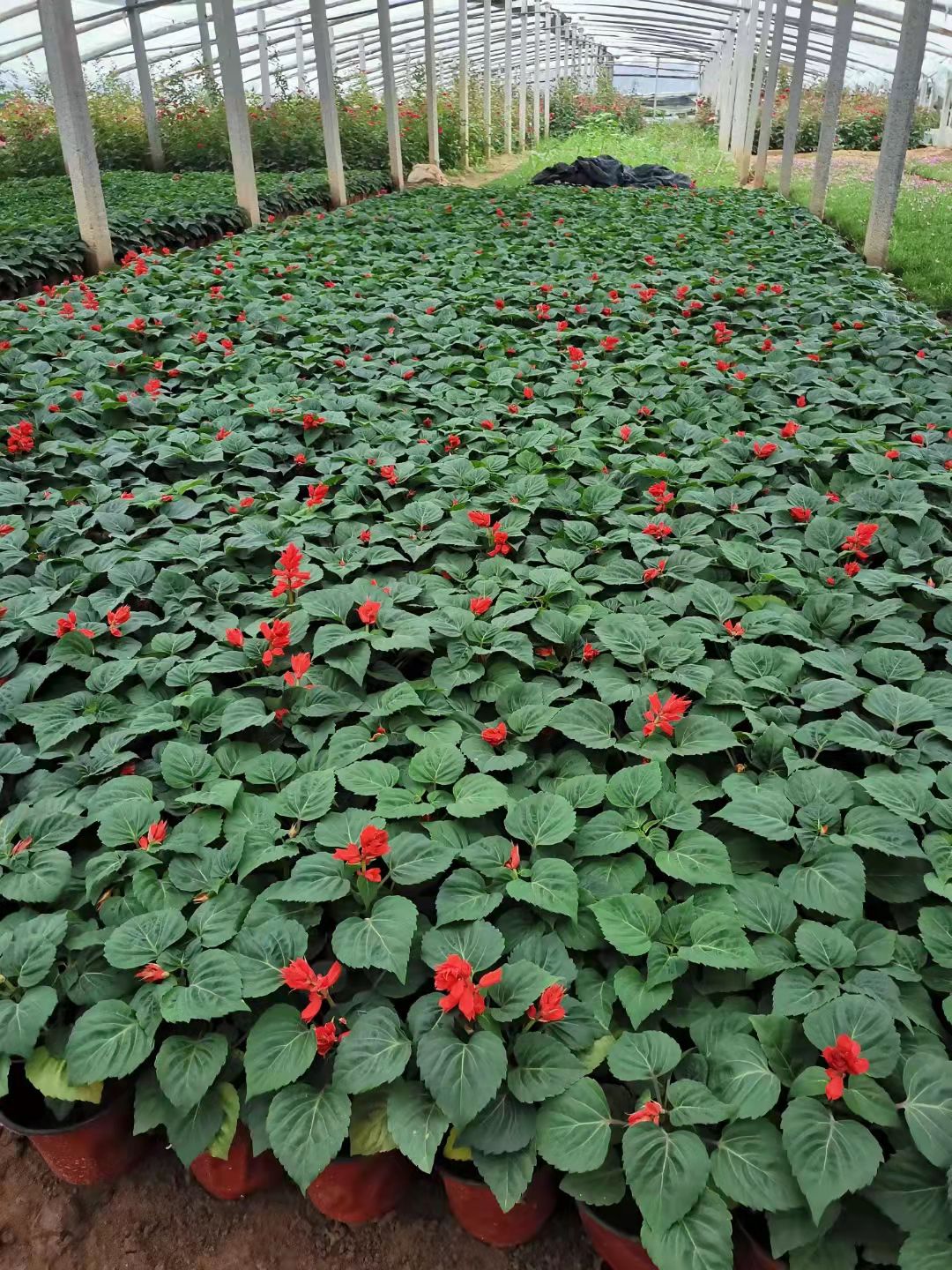 展望 一串红 五一国庆用草花 绿化租摆