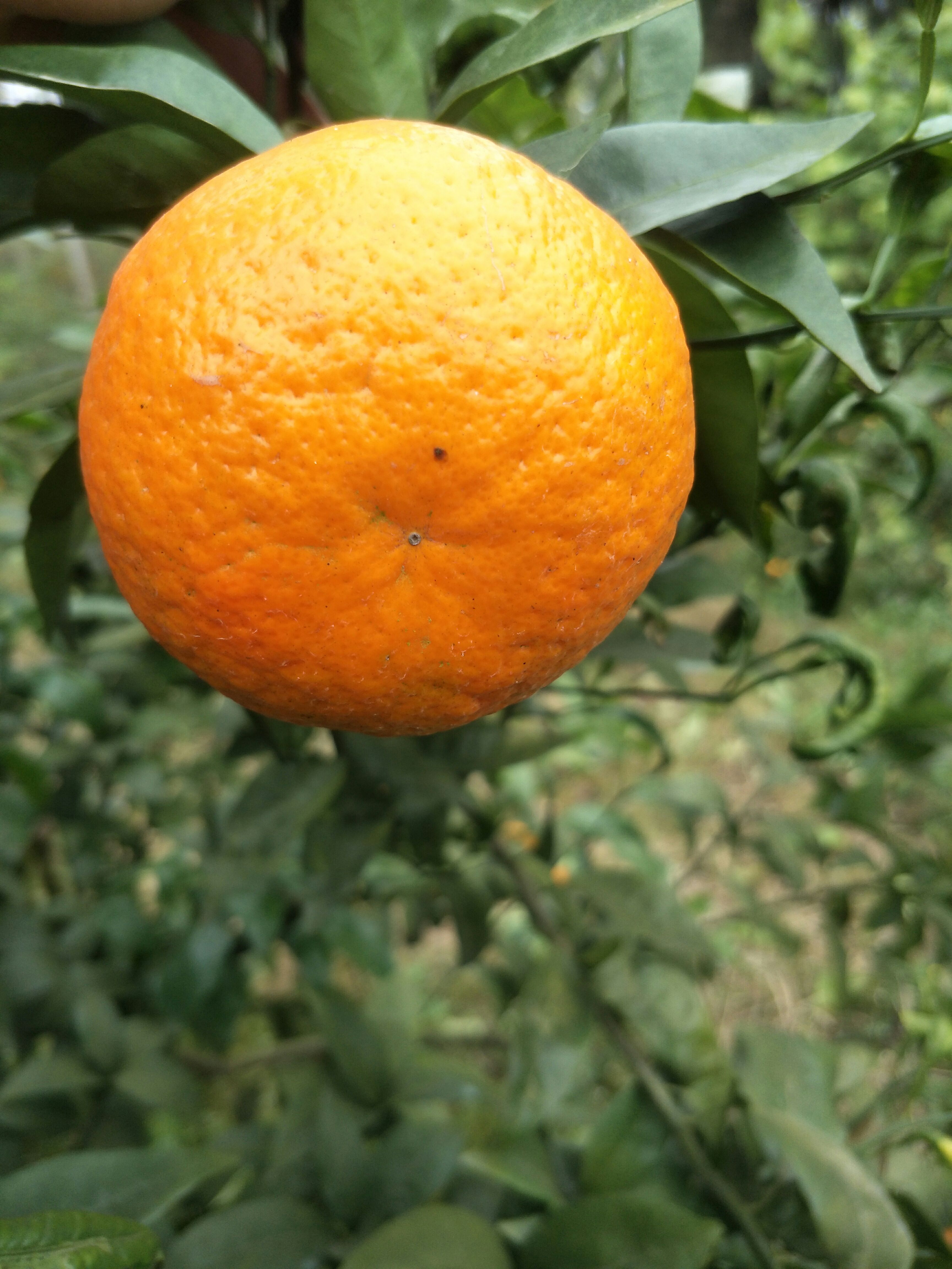  沃柑