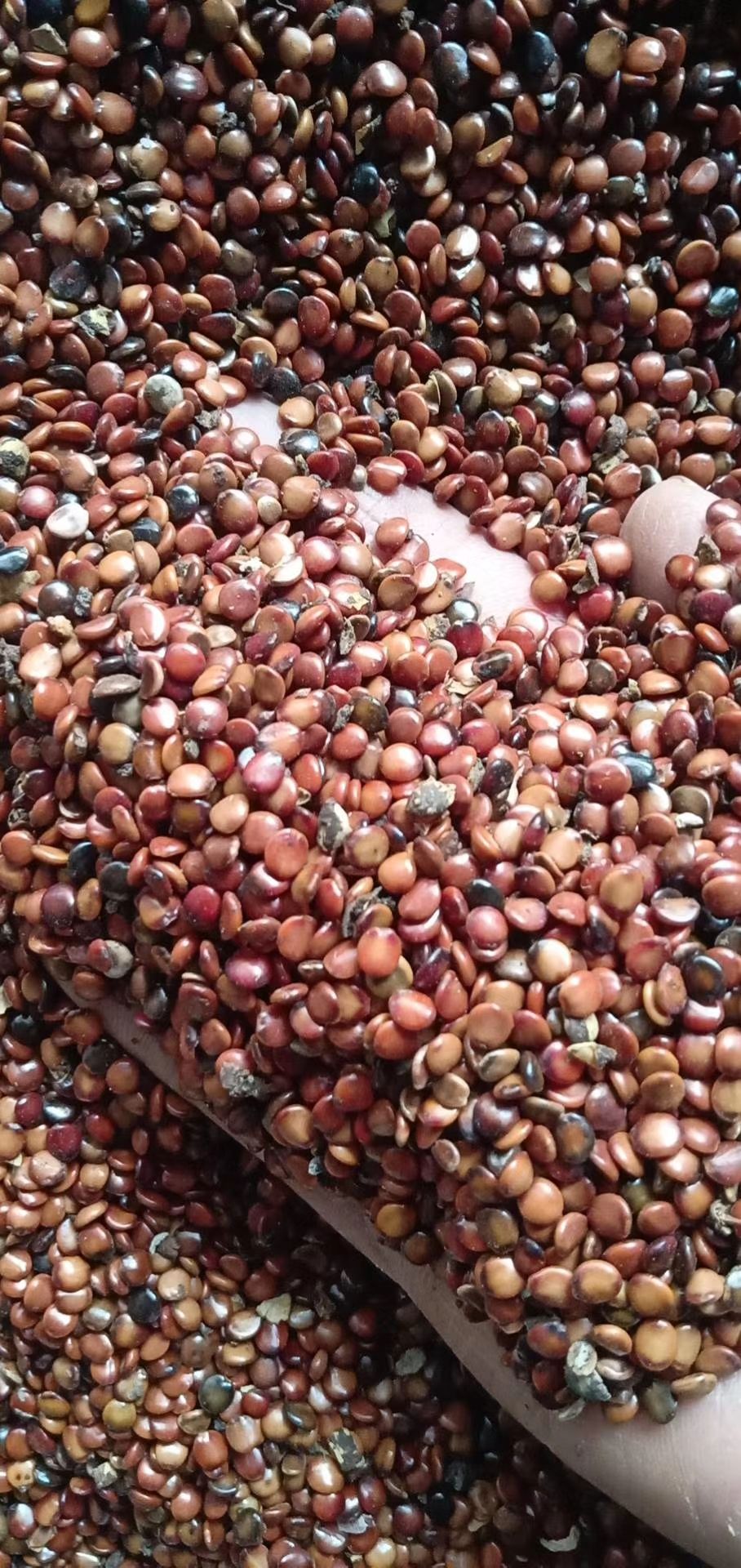 枳椇子  拐枣（万寿果）种子，积俱子中药材