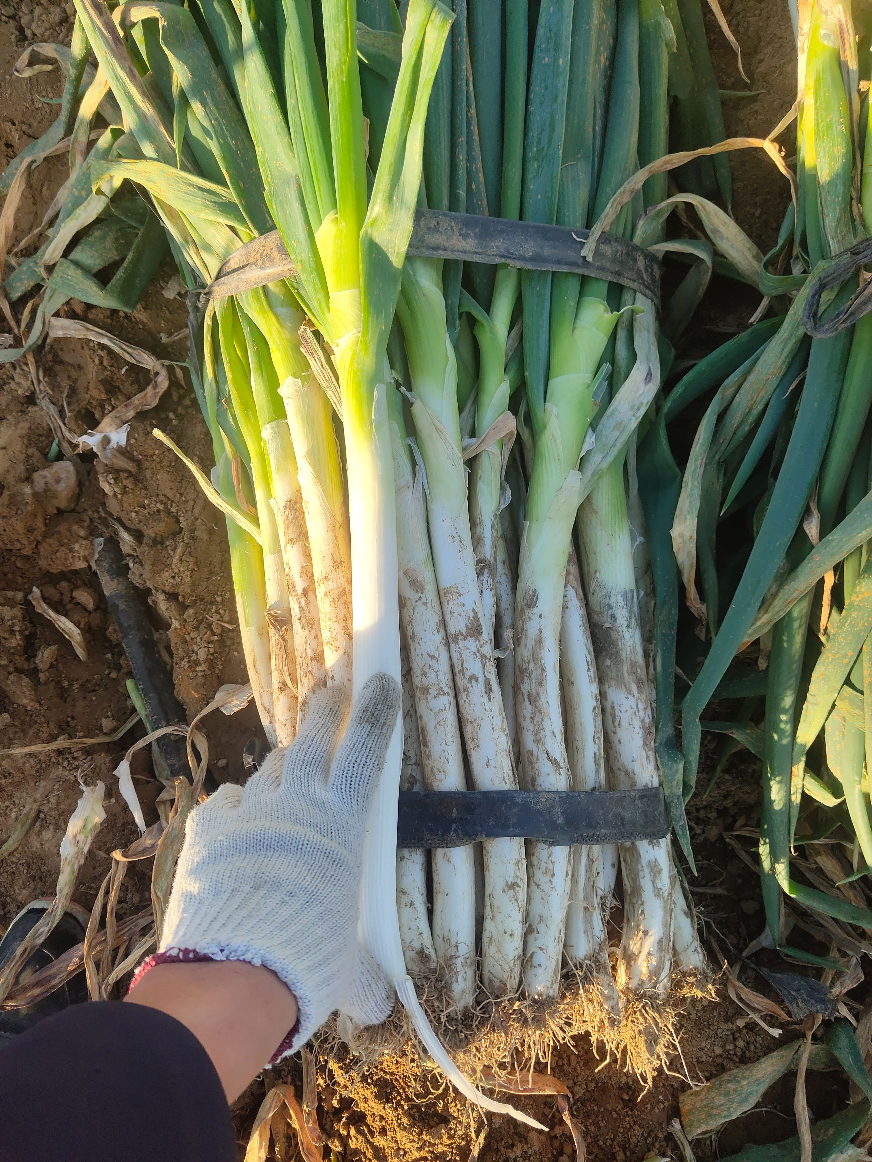 铁杆大葱，毛葱，净葱电商大葱，加工厂大葱