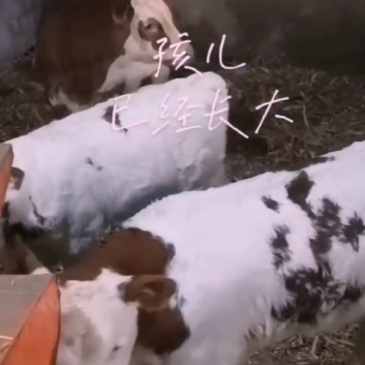 遵义西门塔尔牛 纯原四代杂交西门塔尔小牛犊