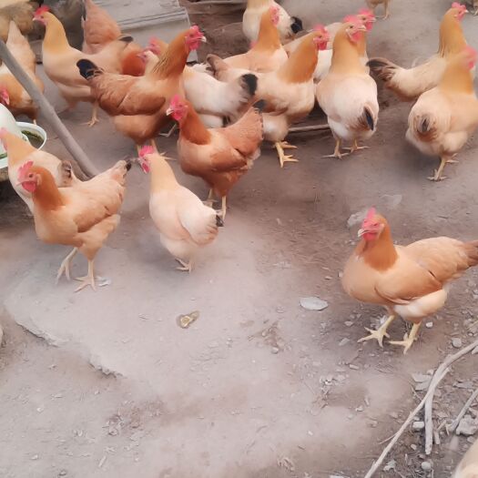 铜陵散养土鸡，您的正确选择，生态营养鸡，煲汤的上上品