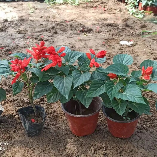 青州市展望 一串红 五一国庆用草花 绿化租摆