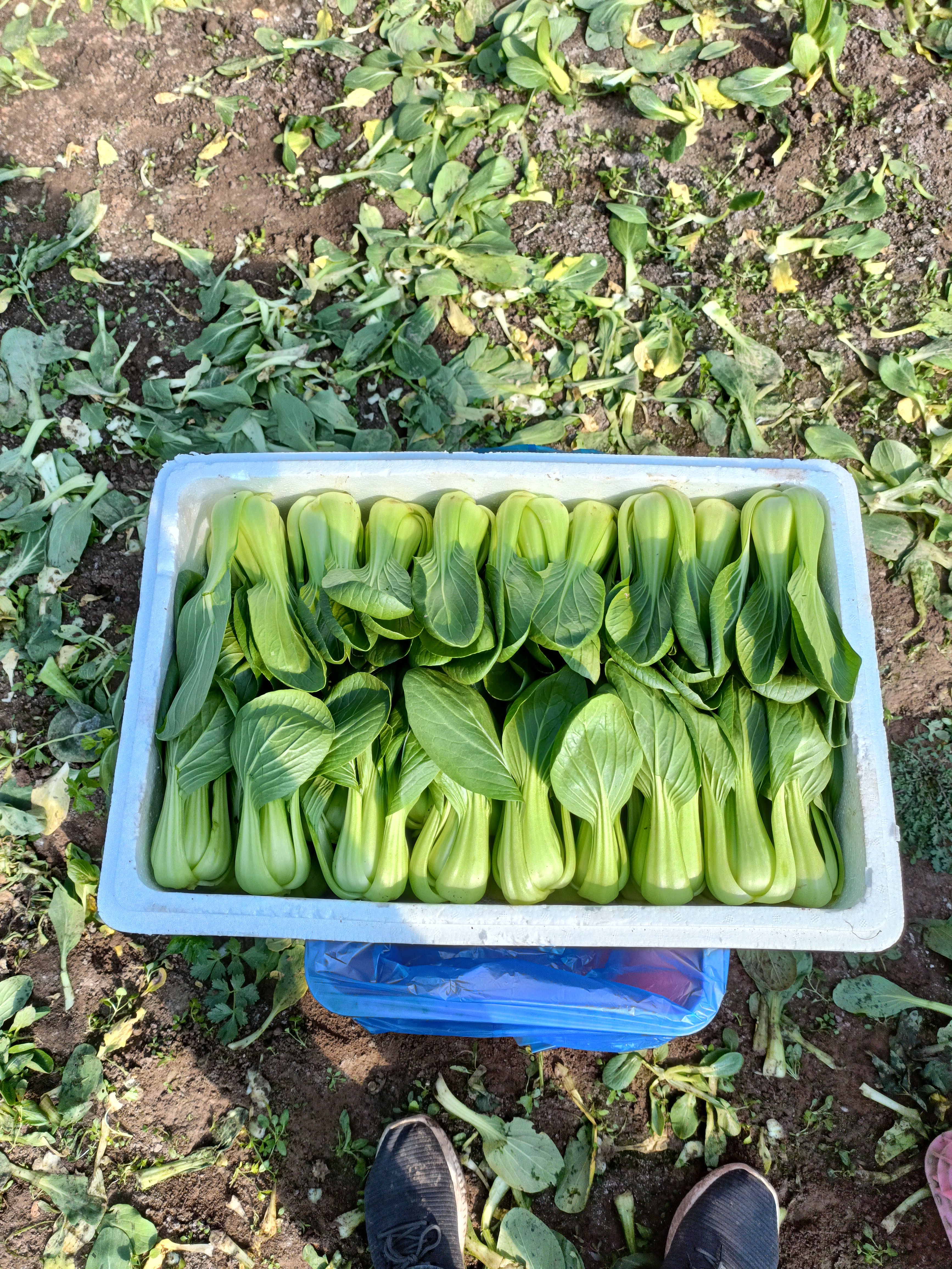 泡沫箱打包上海青