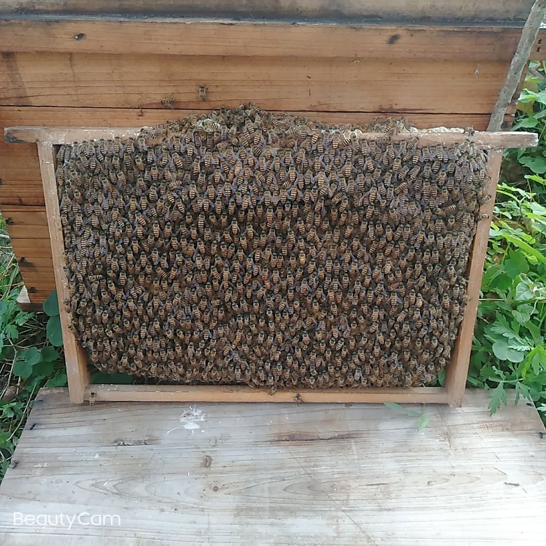 中华蜜蜂  中蜂蜜蜂  精选红环王蜂种，3脾蜂十蜂王十10