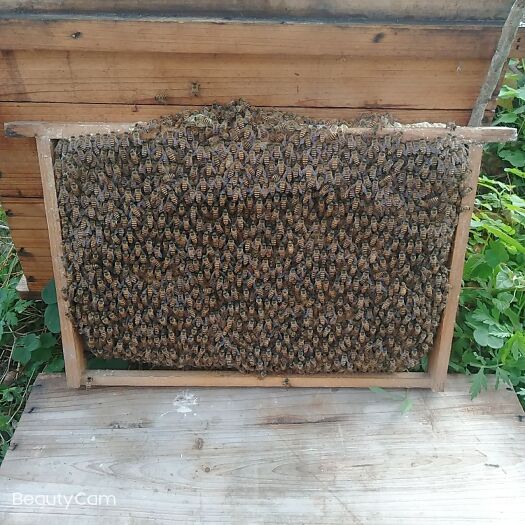 容县中华蜜蜂  中蜂蜜蜂  精选红环王蜂种，3脾蜂十蜂王十10