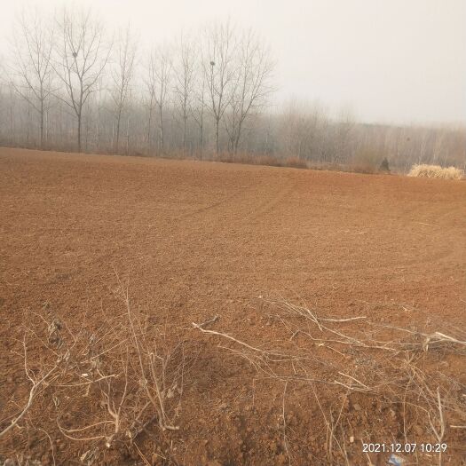 南阳旱地 我公司三千亩土地寻求中药材种苗合作种植