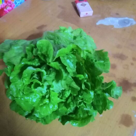 滑县 精品大棚意大利生菜