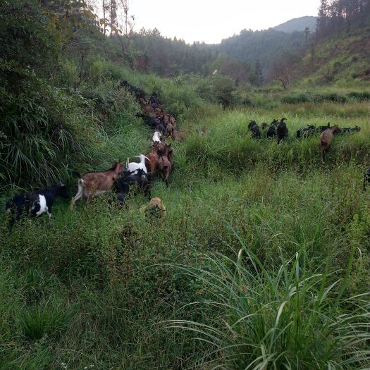 于都县 吃百草放养的本地黑山羊