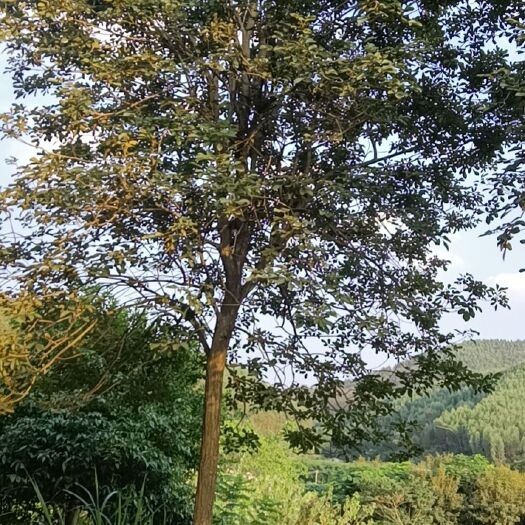 鹤山市 大量供应黄花风铃木