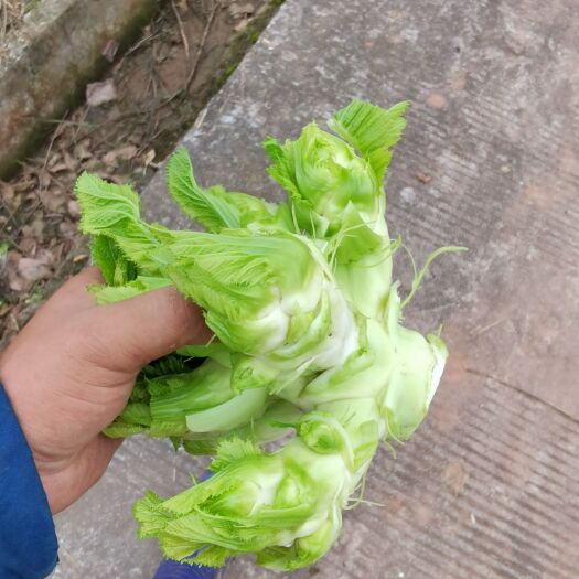 洪雅县儿菜  精品儿菜