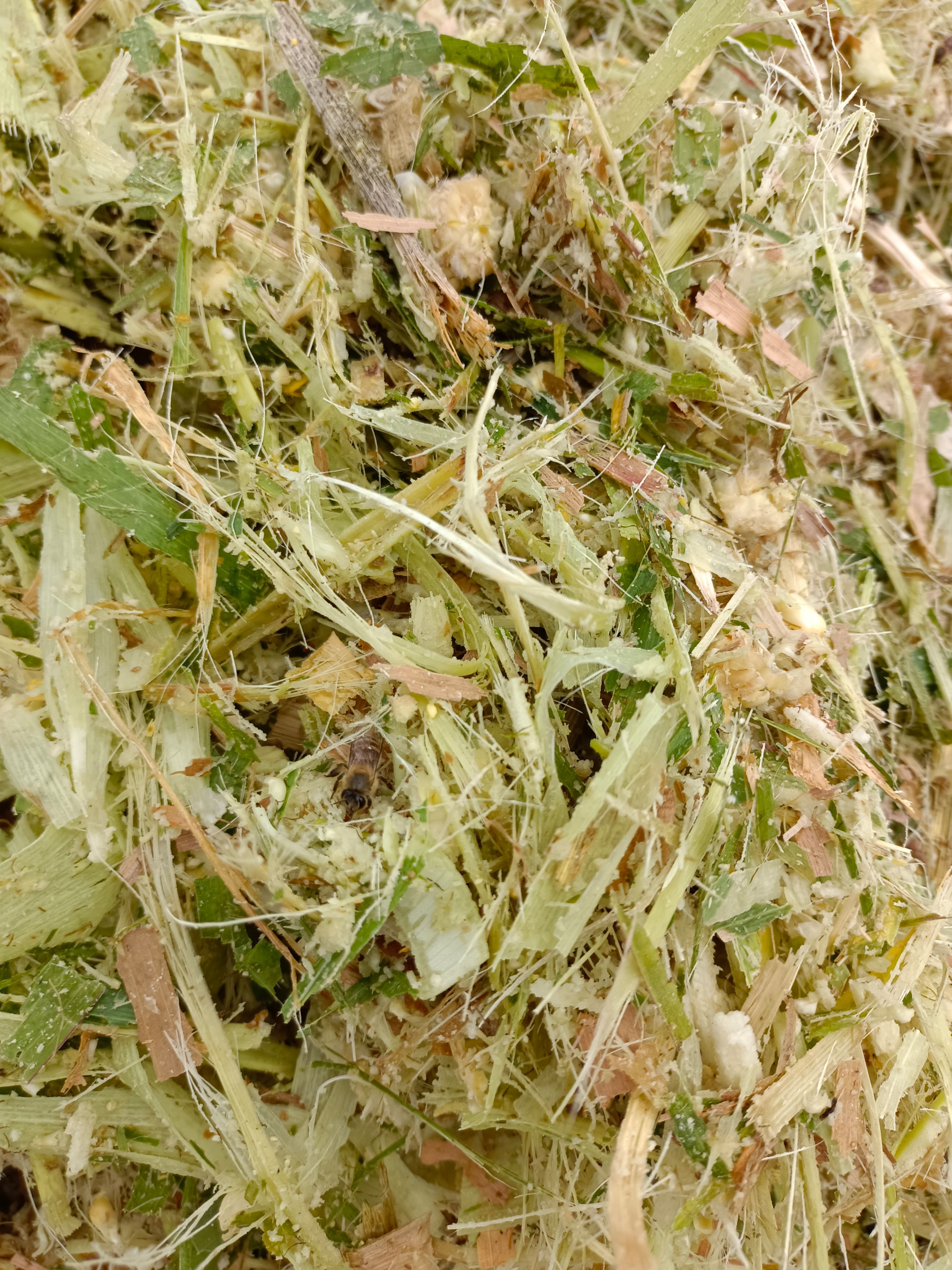 玉米青贮 青储玉米  饲料草