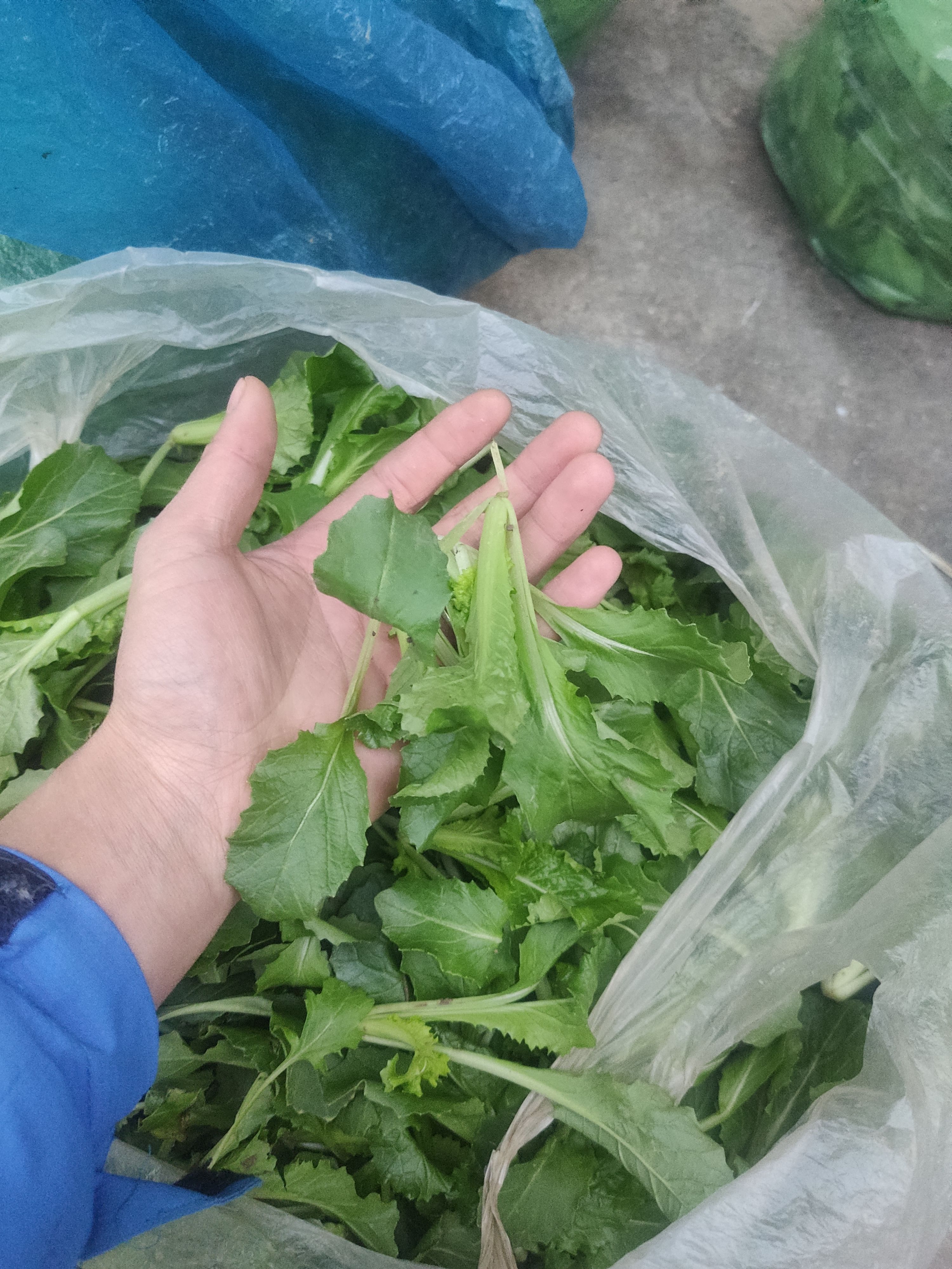 鸡毛菜  蔬菜火锅小菜