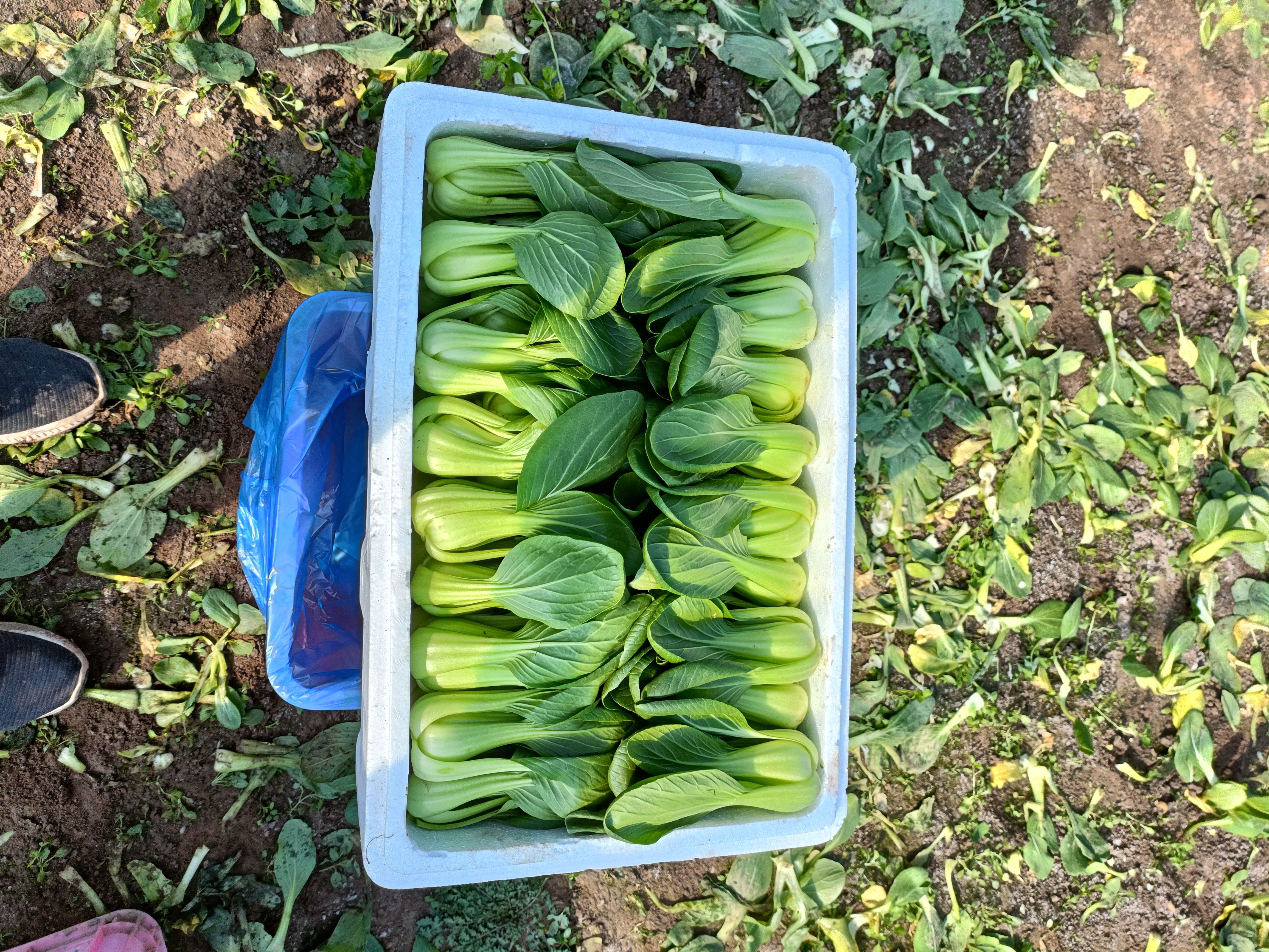 泡沫箱打包上海青