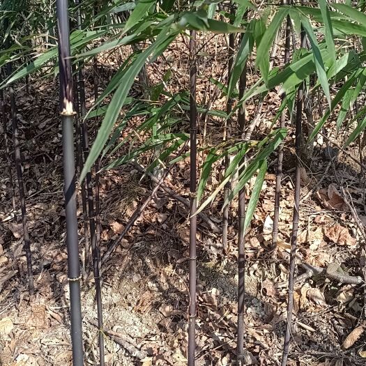 汉中陕西汉中高山黑刺竹，黑竹。