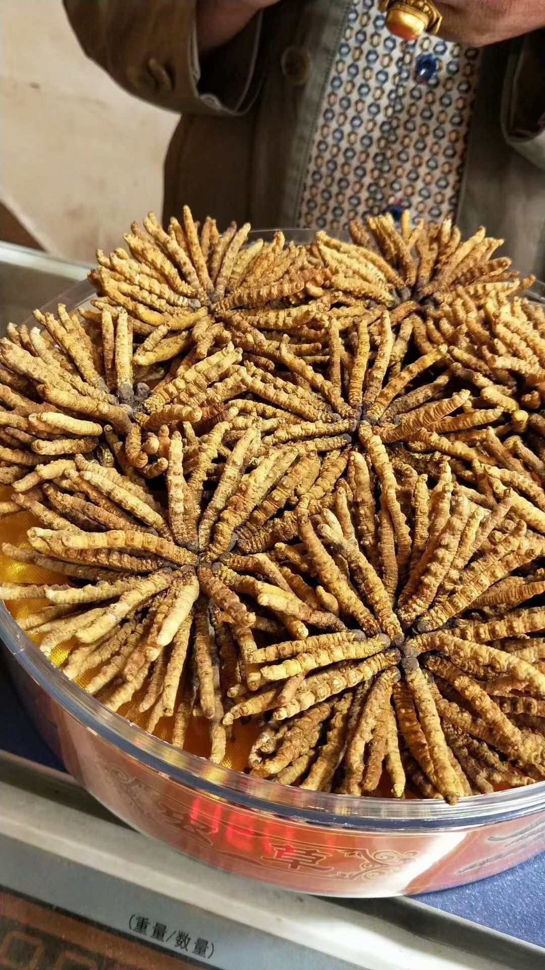 纯冬虫夏草 自采自销 源头发货