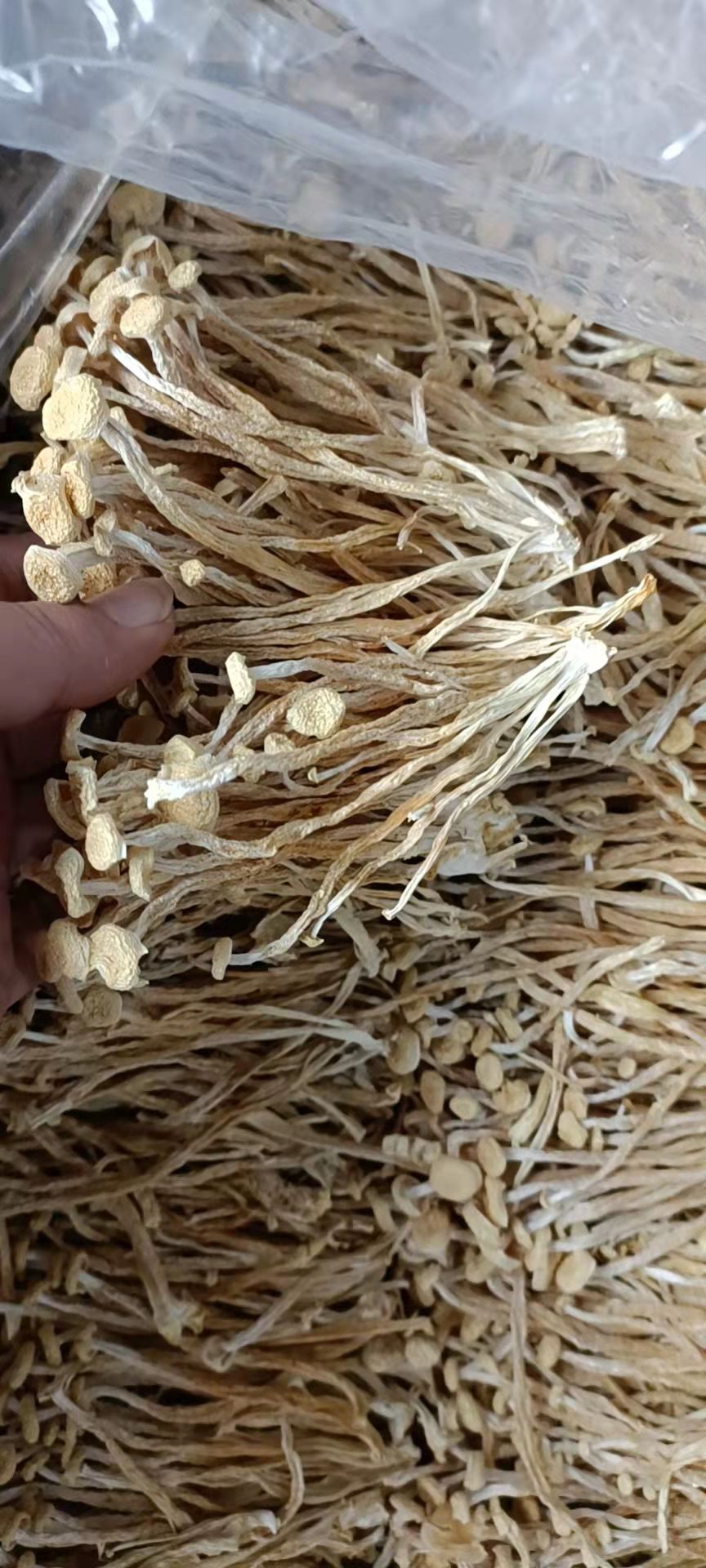 海鲜菇，干货厂直销一手货源，支持视频看货 一件代发，质量保证