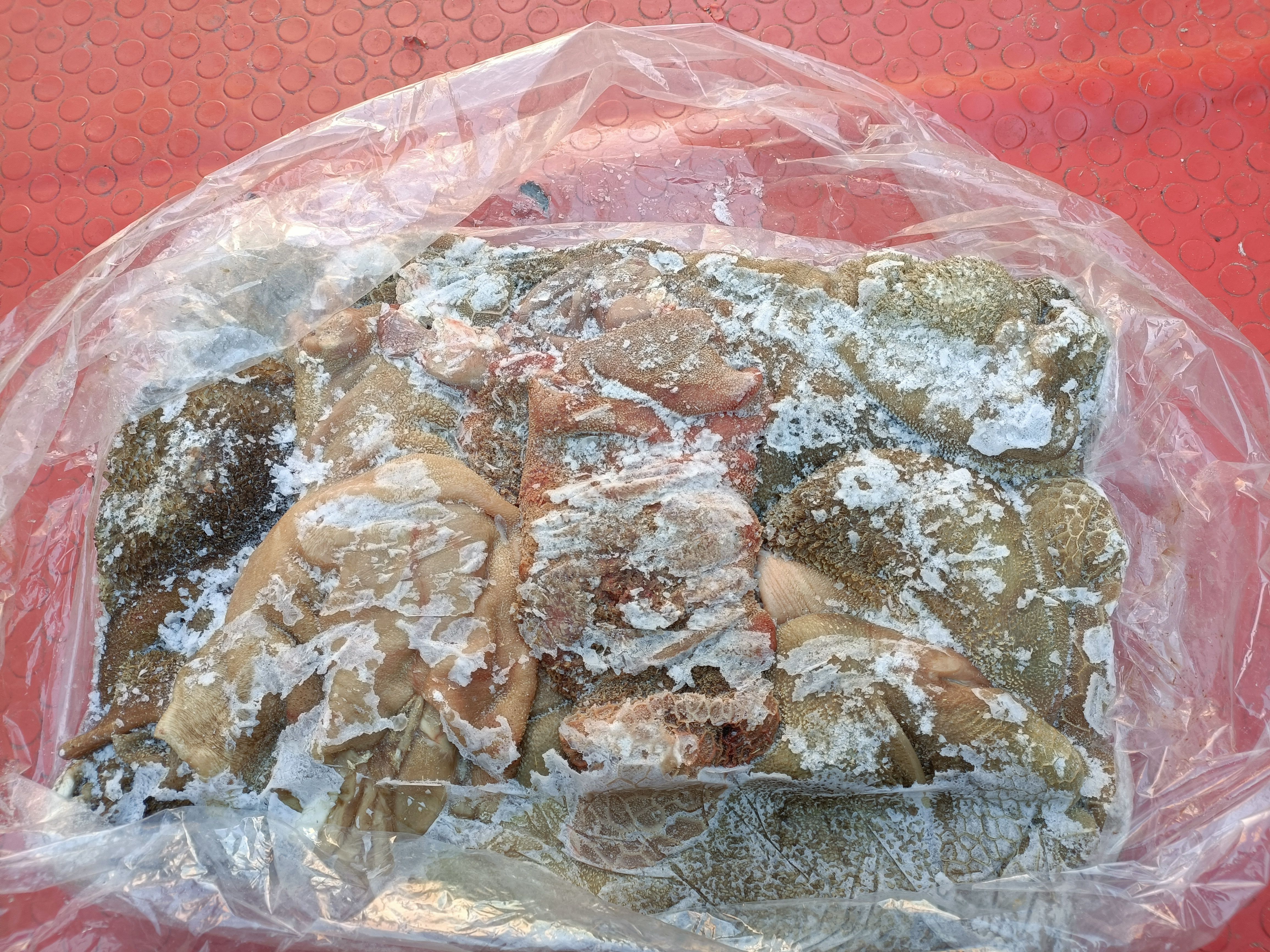 羊肚  羊毛肚  免洗羊毛肚 甘肃