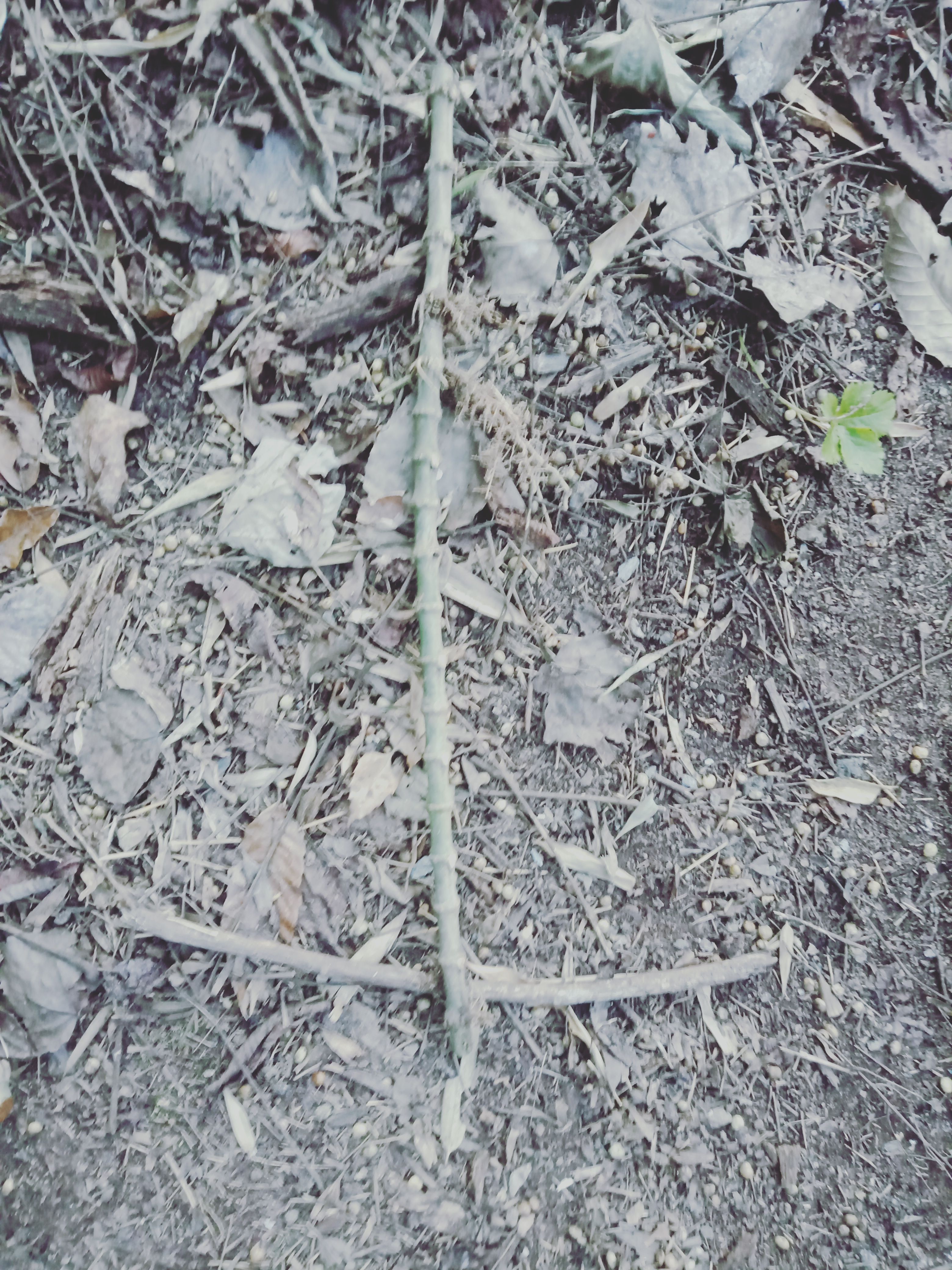 金竹根，斑竹根，楠竹根，水竹根，毛竹根