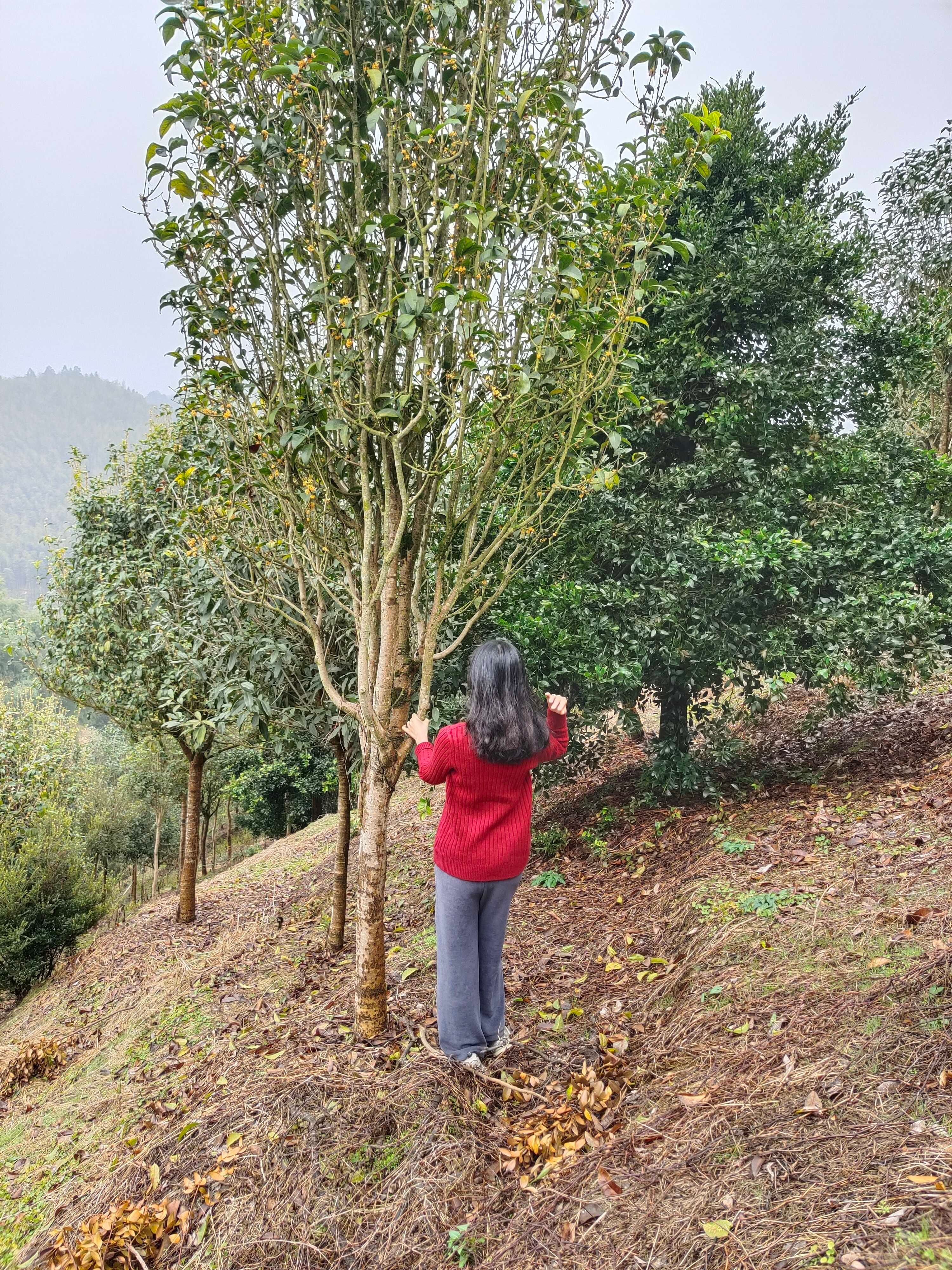 天香臺閣桂花的四季桂開花香花徑花期長