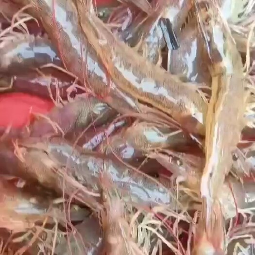 珠海对虾苗 鲜活速冻虾，价格超低。
