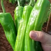 徐闻县兰陵精品苏椒薄皮椒芜湖椒大量上市（产地直发质量保证）