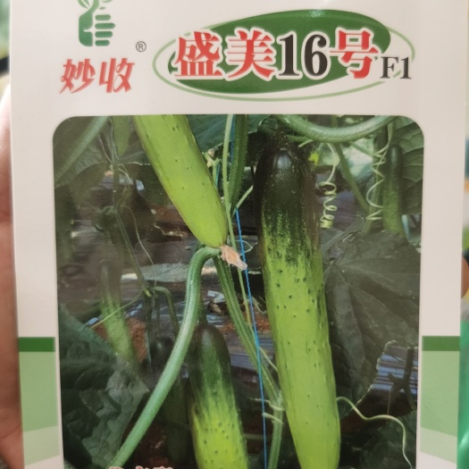 南靖县水果黄瓜种子 盛美16号/盛美10号，适合露天，大棚种植。