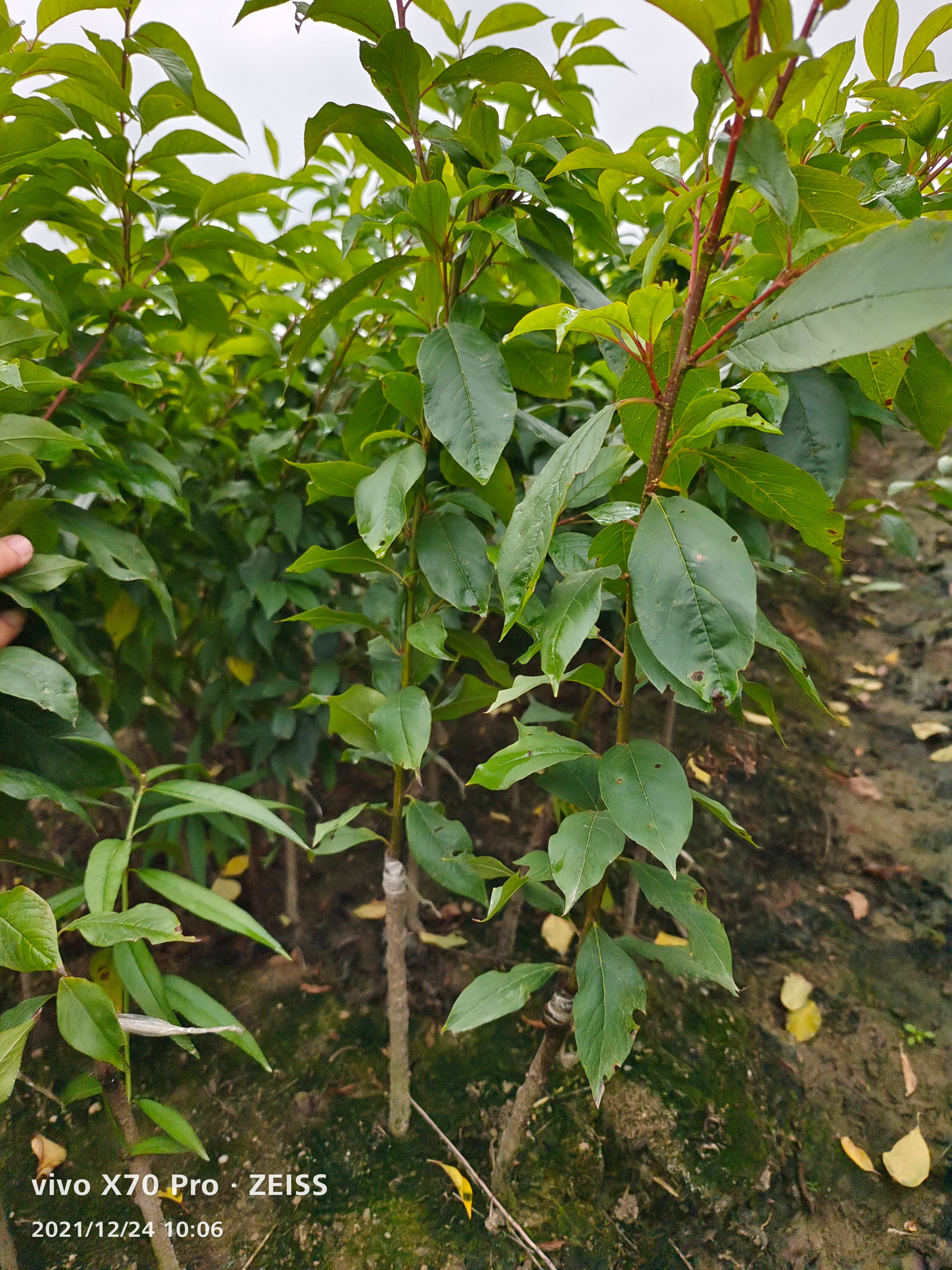 银妃三华李苗  嫁接苗  苗圃直销  广西发货包邮