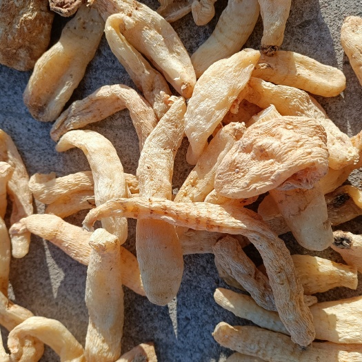 商城县黄天麻  大别山天麻，一件代发