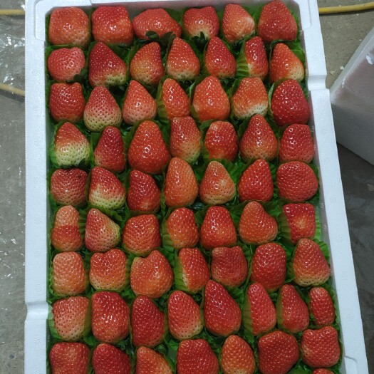 郯城县奶油草莓