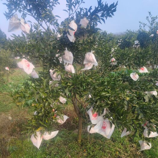 蒲江县 蒲江耙耙柑