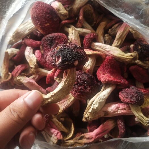 凤庆县野生红菇