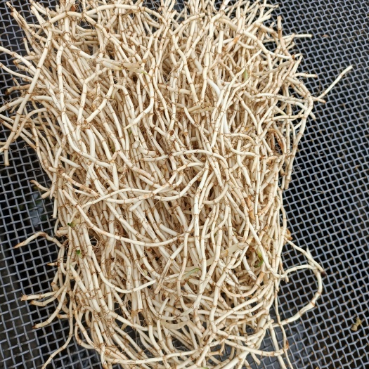 全州县 鱼腥草鲜根
