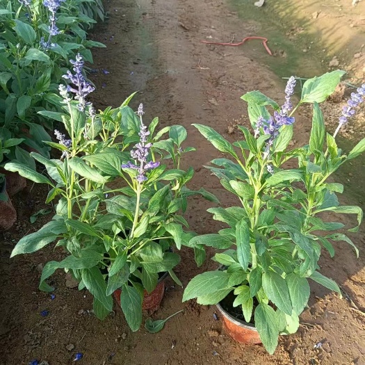 青州市 蓝花鼠尾草 农户一手货源 种植基地批发