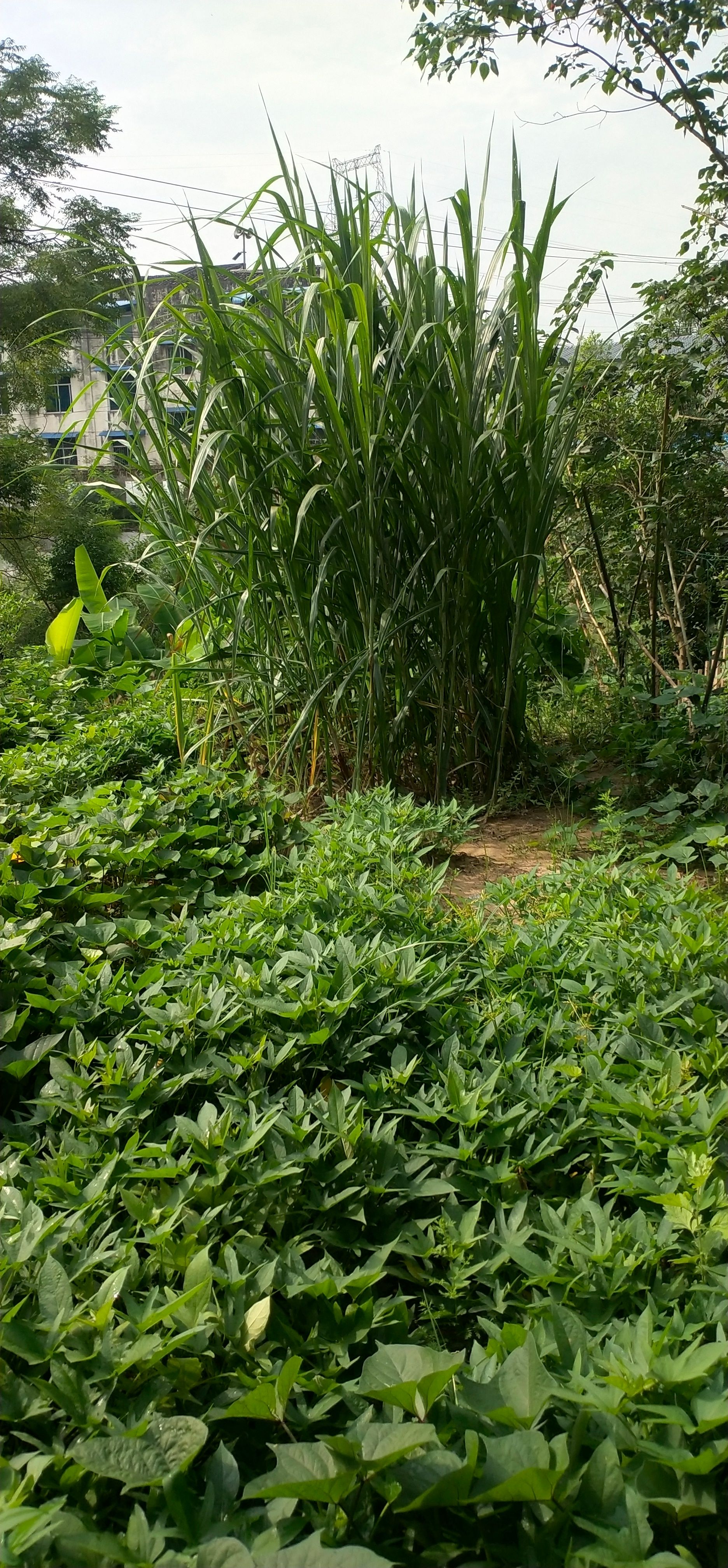 青贮饲料 牧草出售