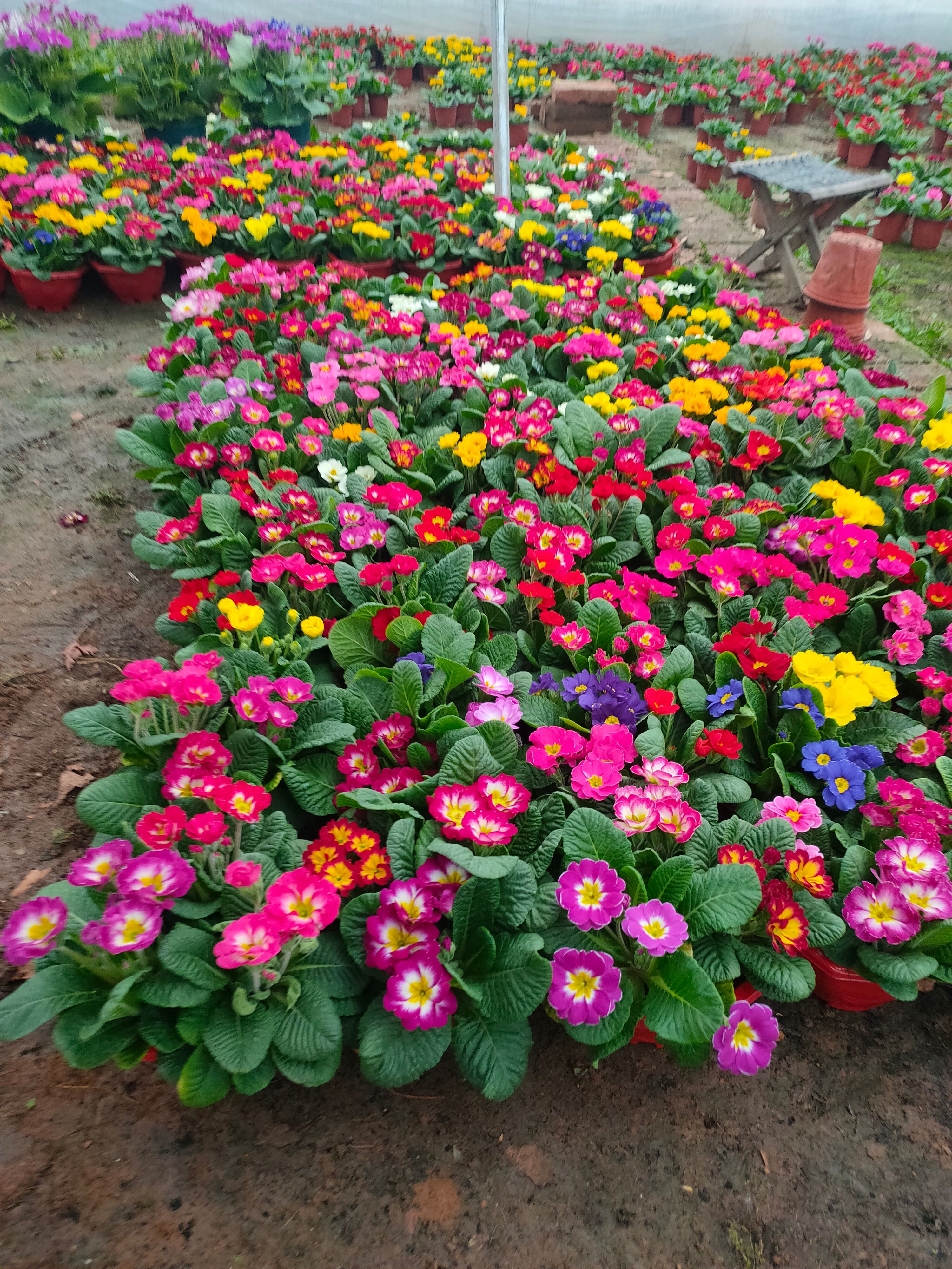 山东盆栽报春花基地，时令草花报春大量上市