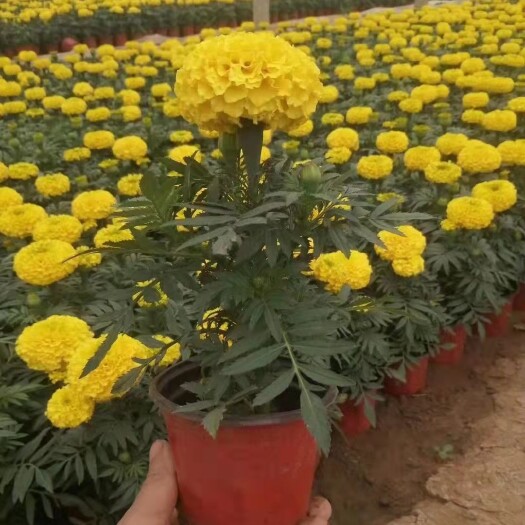 青州市 万寿菊 节日草花租摆 种植基地直销