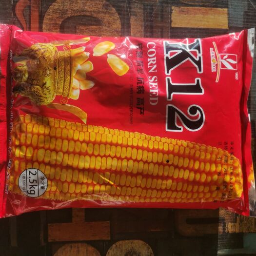 辽阳县K12，新品种，抗旱抗倒伏，高产王