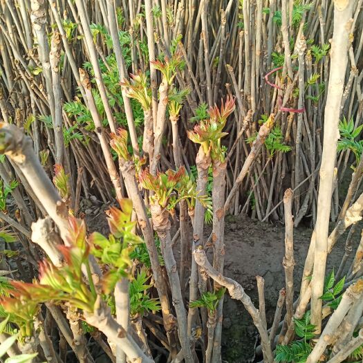 渭南红油香椿 陕西渭南大棚香椿上市