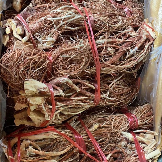 五指毛桃