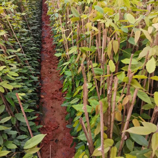 宜良县油麻藤，云南昆明油麻藤种植园一手货源