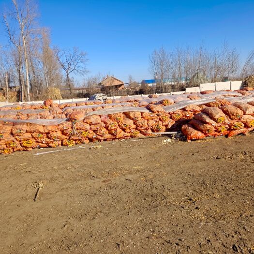 梨树县爆裂玉米 玉米粒 ≥720g/L 水份14%-16% 6个粮以下 