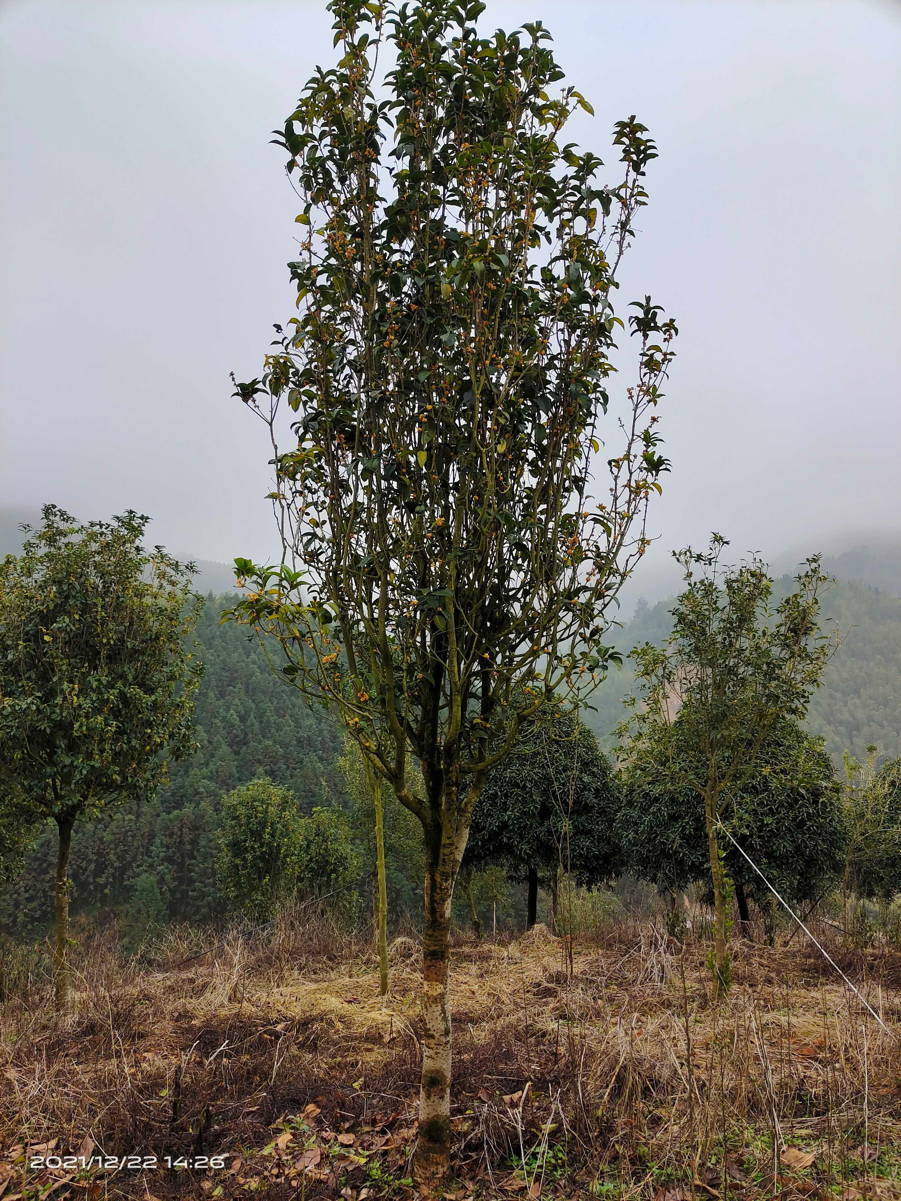 天香臺閣桂花的四季桂開花香花徑花期長